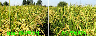 水稻施用合欢视频色板成熟期表现对比图