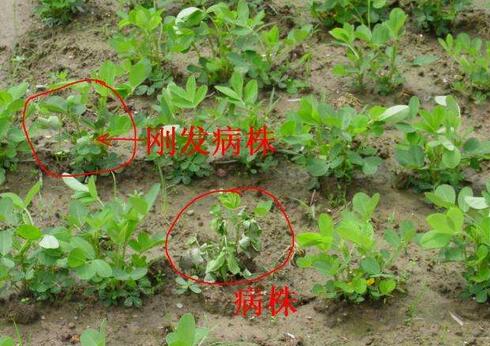 花生常见病虫害及防范措施！